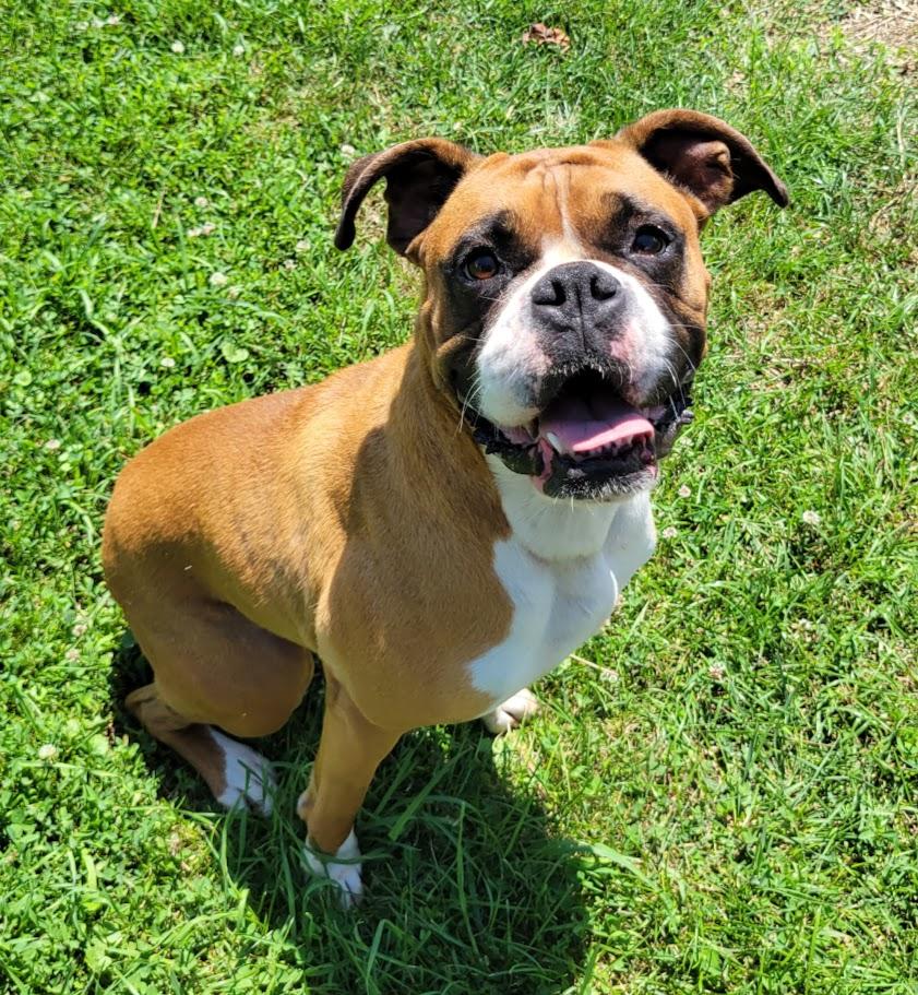 Molly, adopted, Adult Female Boxer.