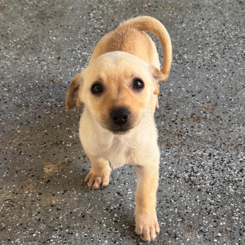 Joanie, Adoptable, Puppy Female Dachshund & Chihuahua.