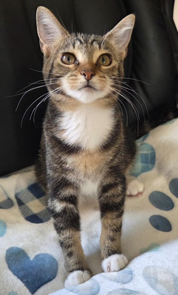 CELIA, Adopted, Kitten Female Tabby & Torbie.