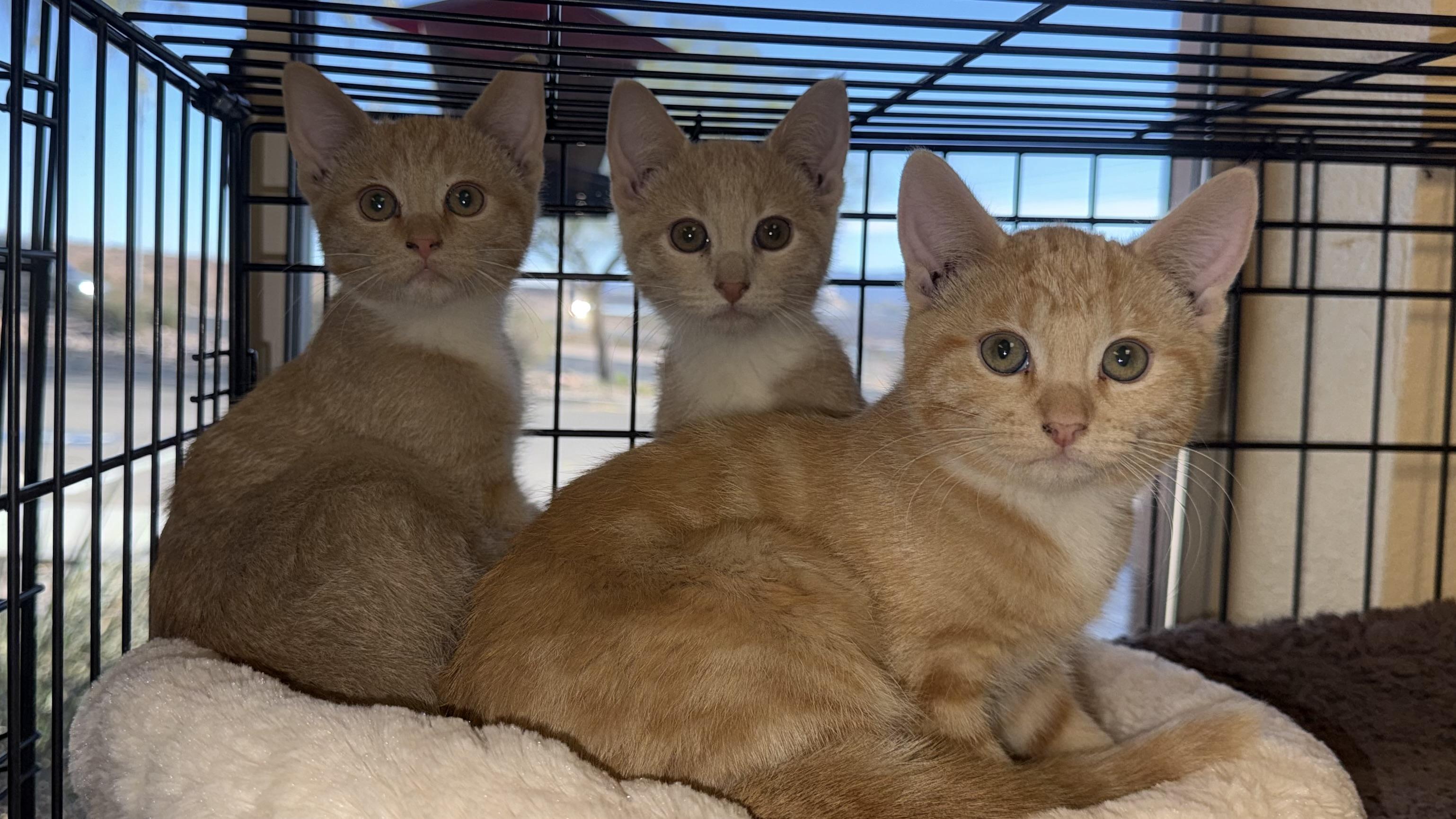 Enlarge Bubbles, Blossom, and Buttercup, a Adoptable American Shorthair in Boulder City, NV image 1/3