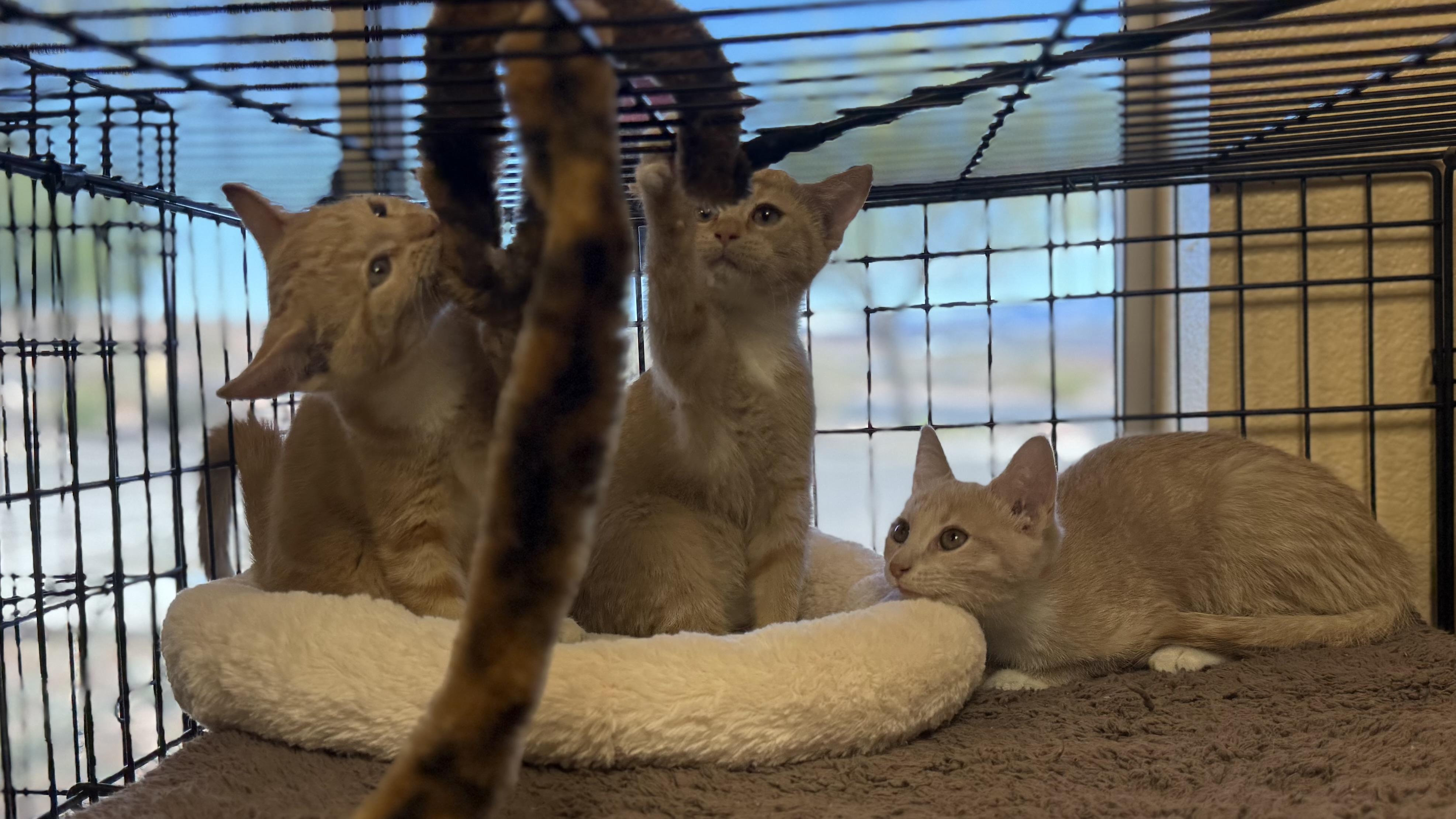 Enlarge Bubbles, Blossom, and Buttercup, a Adoptable American Shorthair in Boulder City, NV image 2/3
