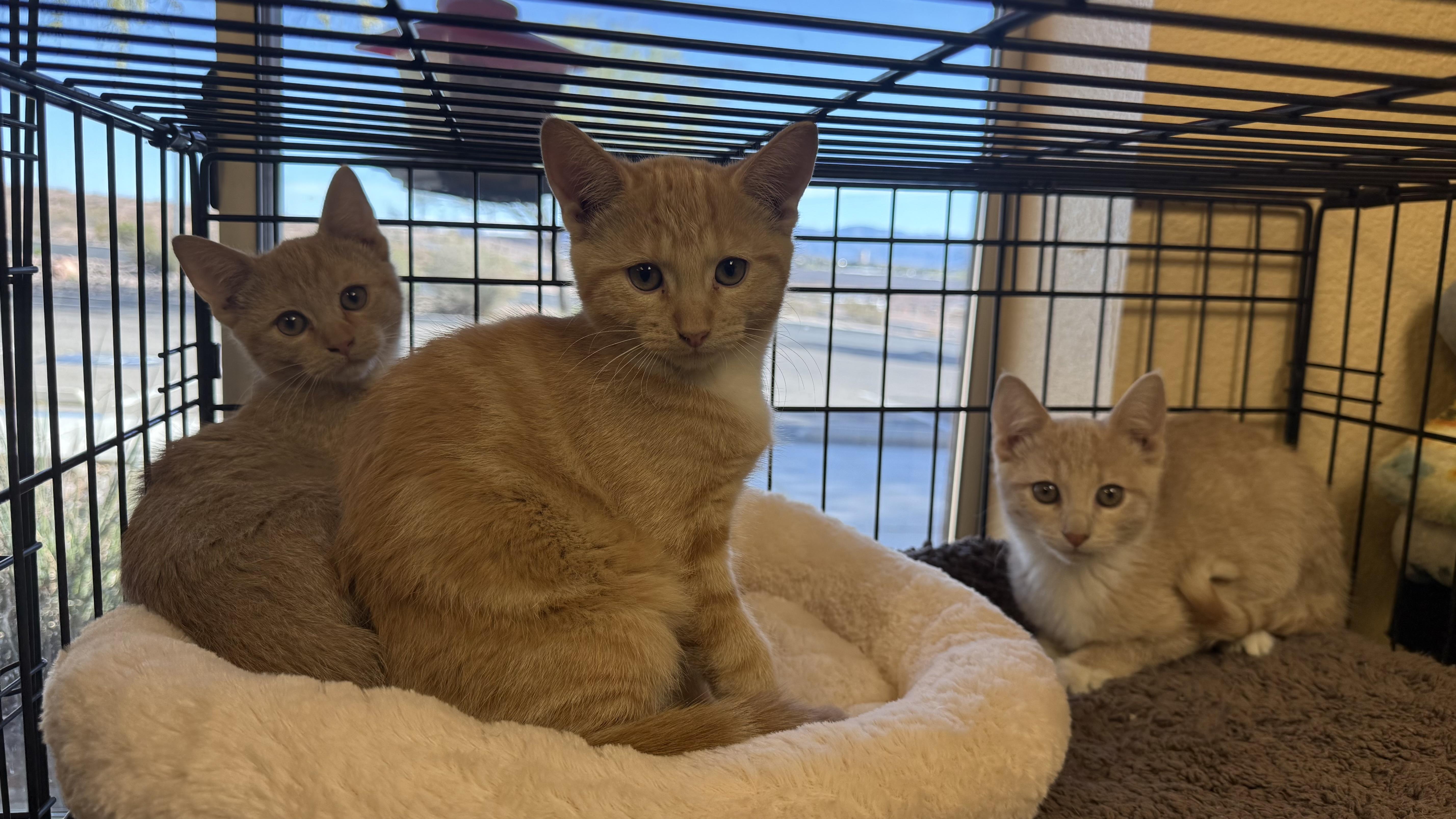 Enlarge Bubbles, Blossom, and Buttercup, a Adoptable American Shorthair in Boulder City, NV image 3/3