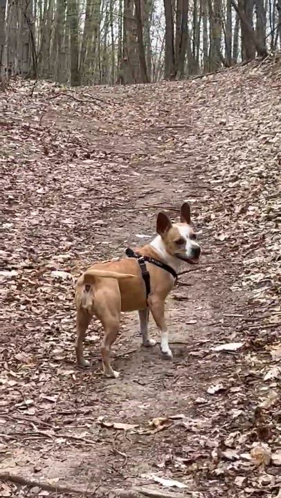 Enlarge Piper, an adopted mixed breed in Weston, MA video 6/6