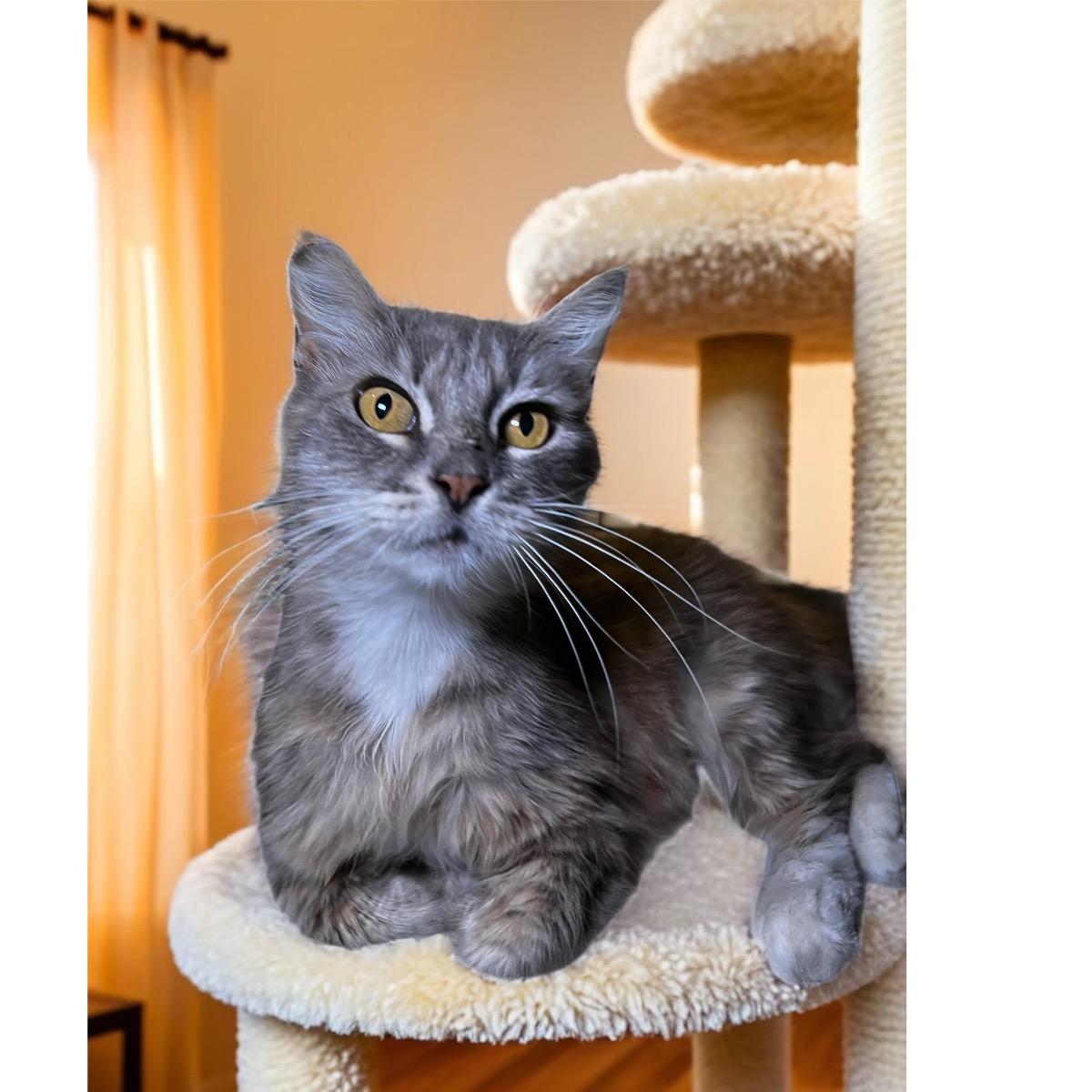 Petunia, Adoptable, Adult Female Domestic Long Hair.