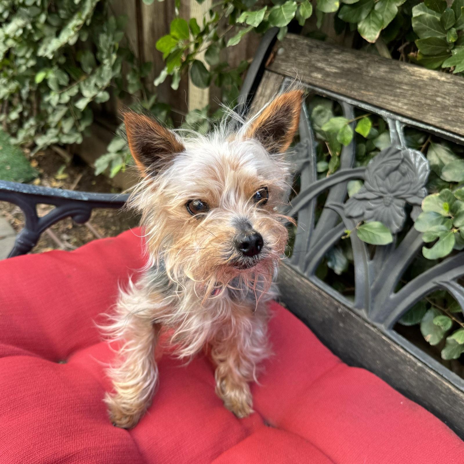 Toby, Adopted, Senior Male Yorkshire Terrier.