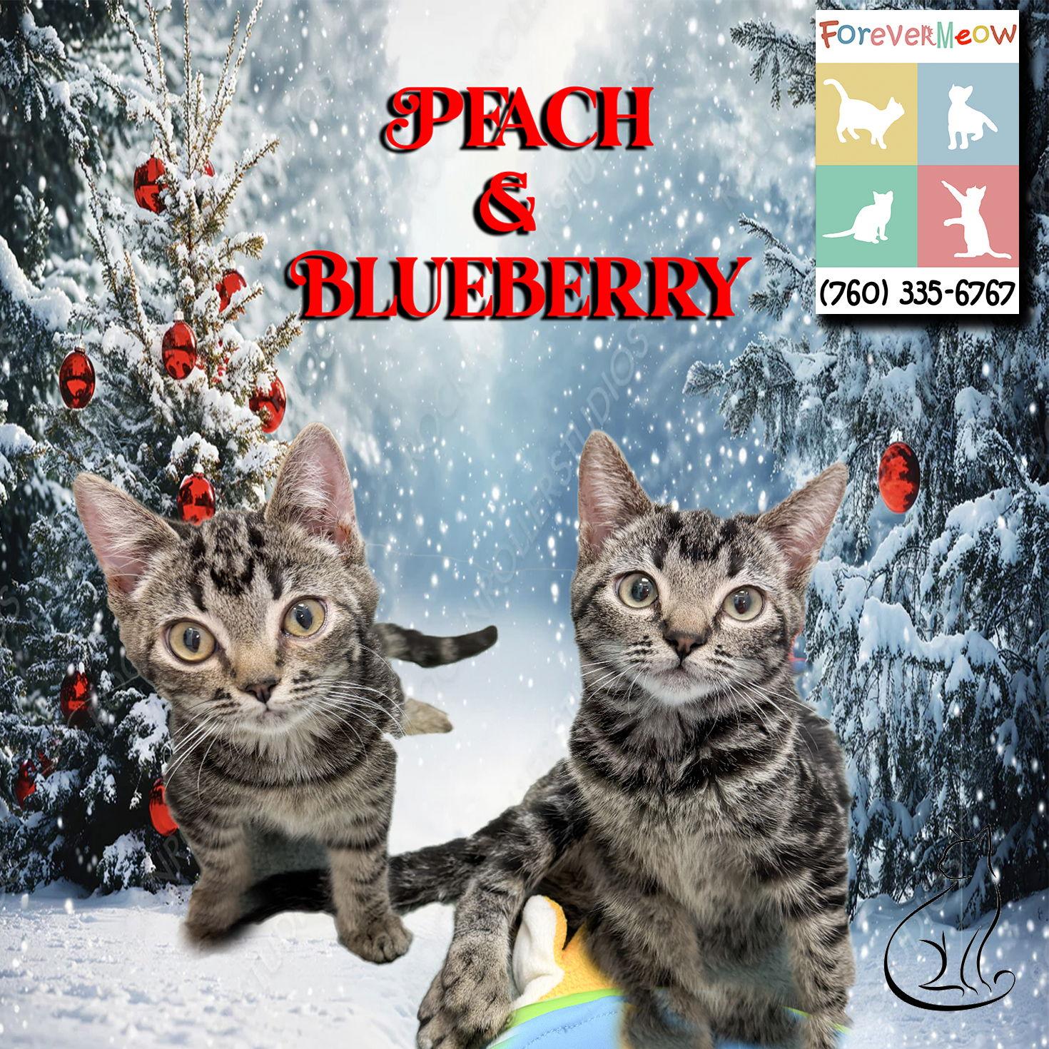 Peach & Blueberry, Adoptable, Kitten Female Manx & Domestic Short Hair.