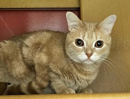 Enlarge Nala, a Adoptable mixed breed in Phoenix, AZ image 1/3