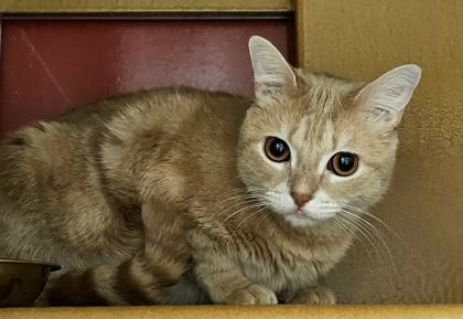 Enlarge Nala, a Adoptable mixed breed in Phoenix, AZ image 2/3