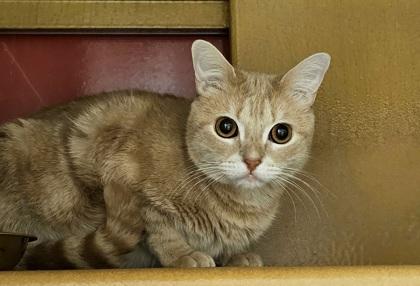 Enlarge Nala, a Adoptable mixed breed in Phoenix, AZ image 3/3