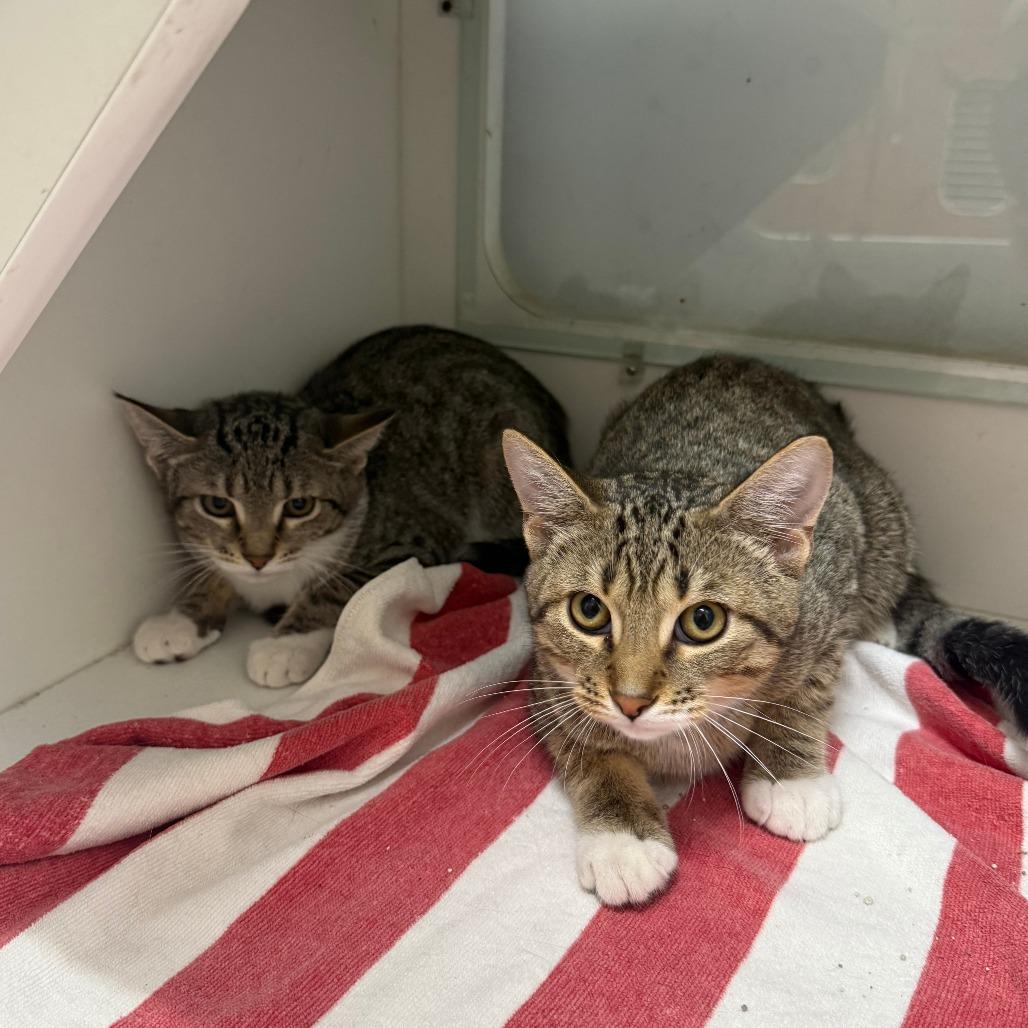 Lily, Adoptable, Young Female Domestic Short Hair.