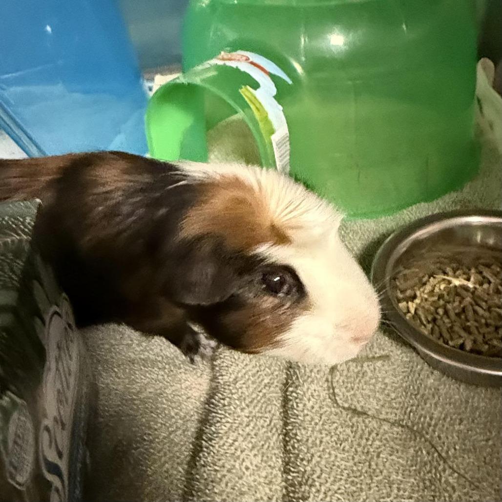 Glitter Sparkles III, Adoptable, Adult Male Guinea Pig.