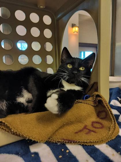 Lane, Adoptable, Young Male Domestic Short Hair & Domestic Short Hair.