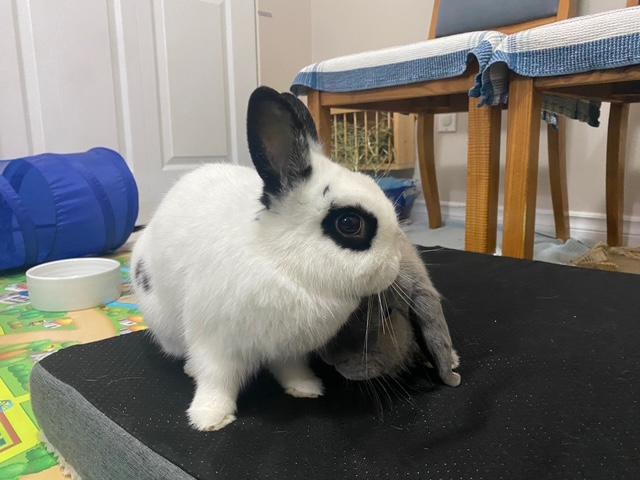 Cookie & Twix (South Surrey), adopted, Adult Male Holland Lop & Hotot.