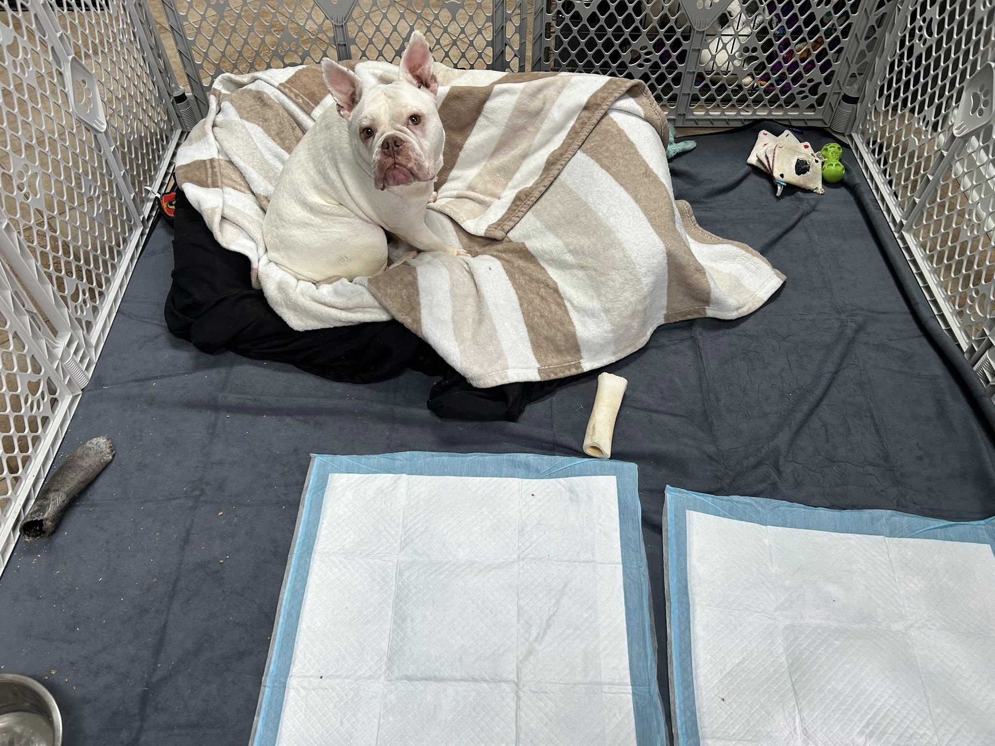 Enlarge Bounce, a ADOPTABLE mixed breed in Nottingham, MD image 2/6