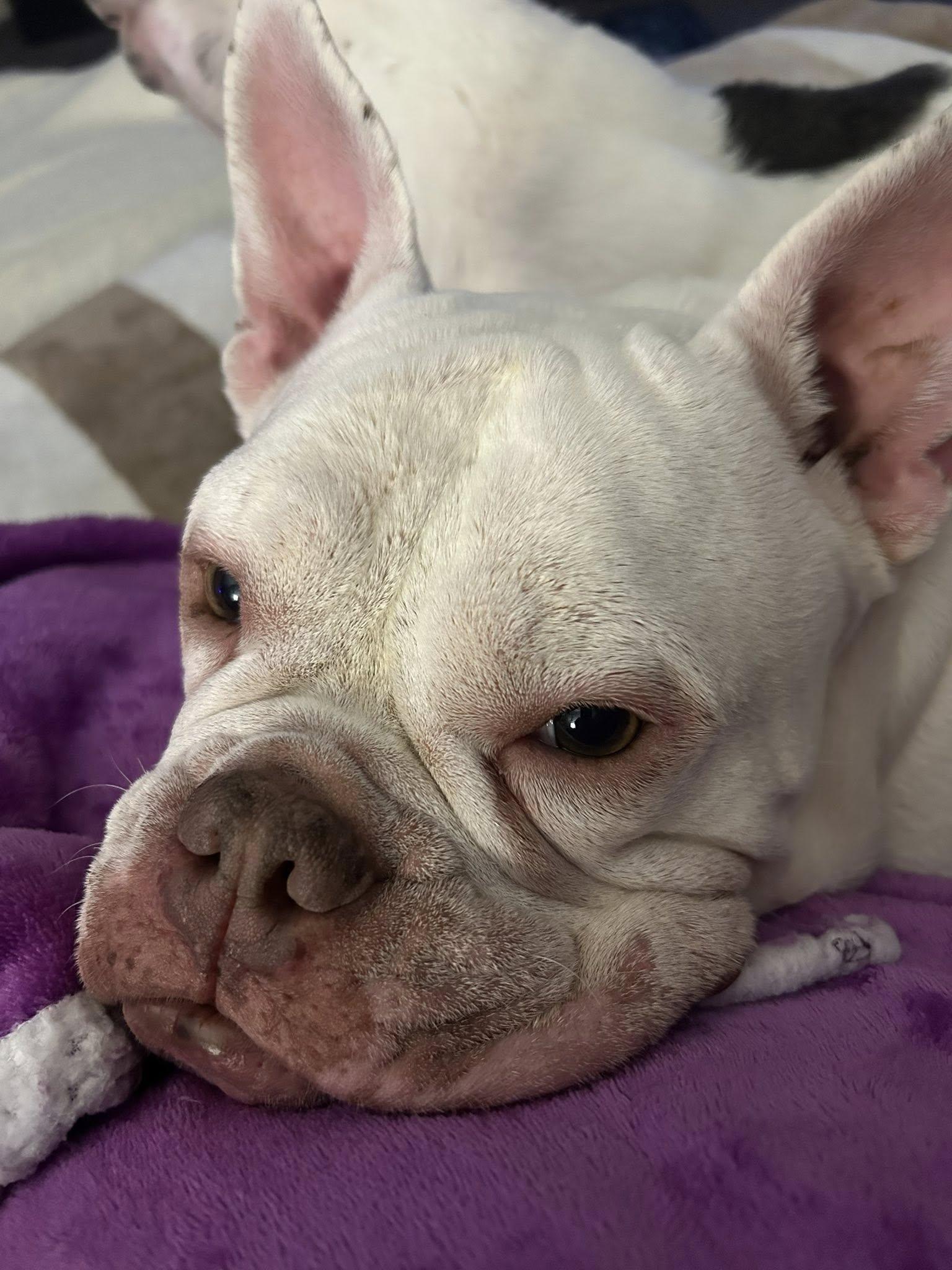 Enlarge Bounce, a ADOPTABLE mixed breed in Nottingham, MD image 3/6