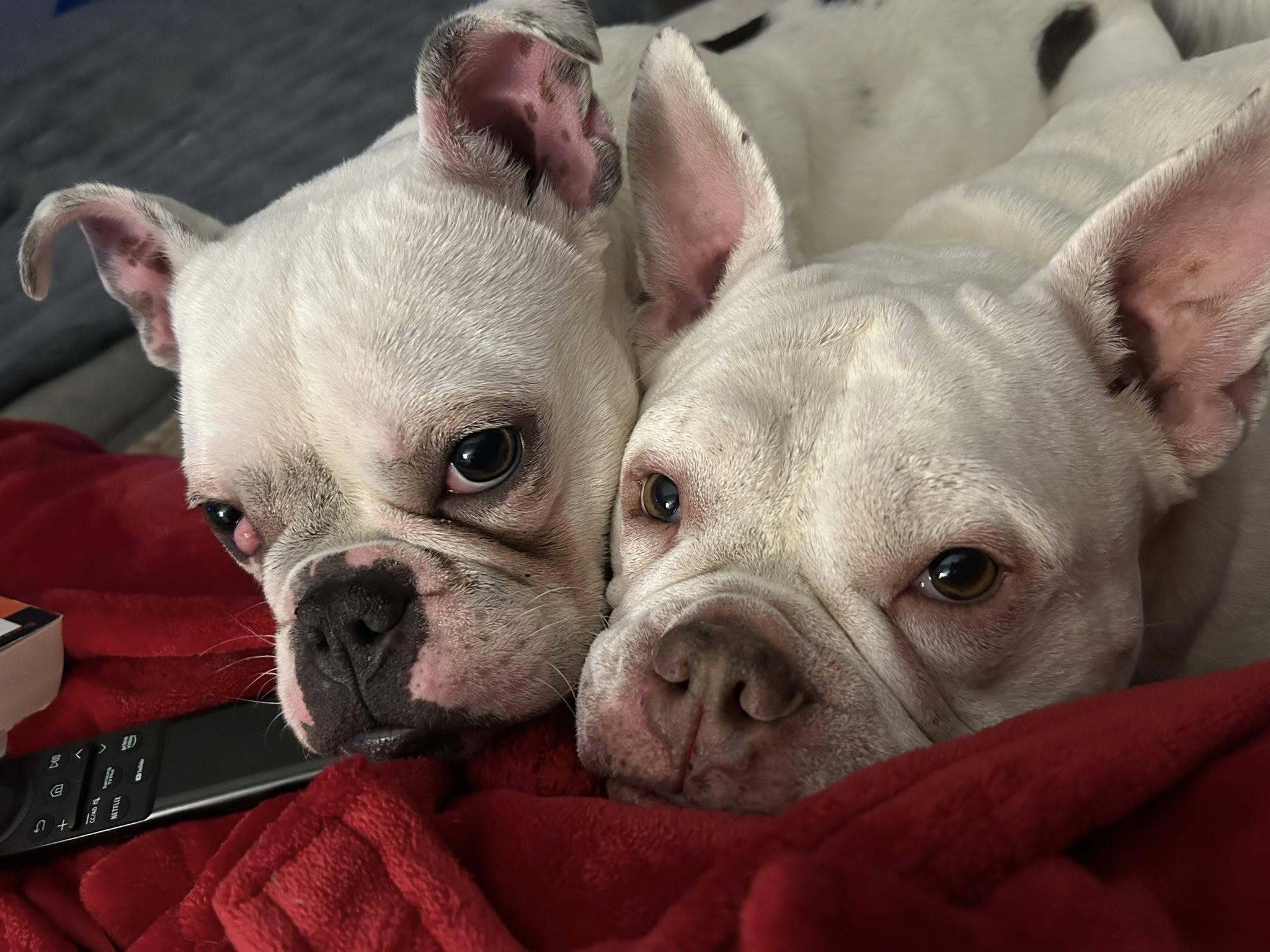 Enlarge Bounce, a ADOPTABLE mixed breed in Nottingham, MD image 4/6