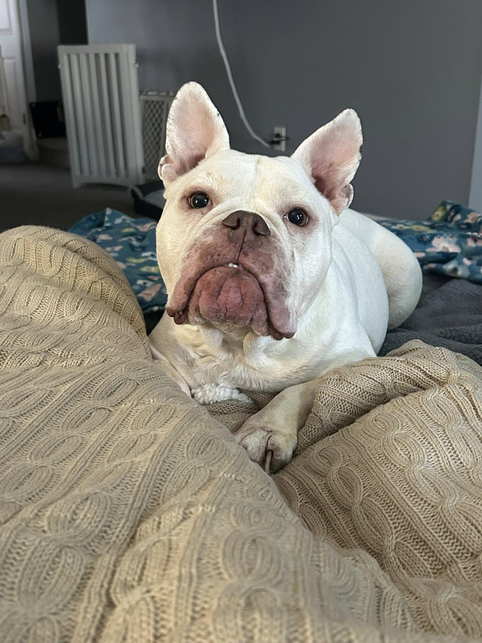 Enlarge Bounce, a ADOPTABLE mixed breed in Nottingham, MD image 6/6