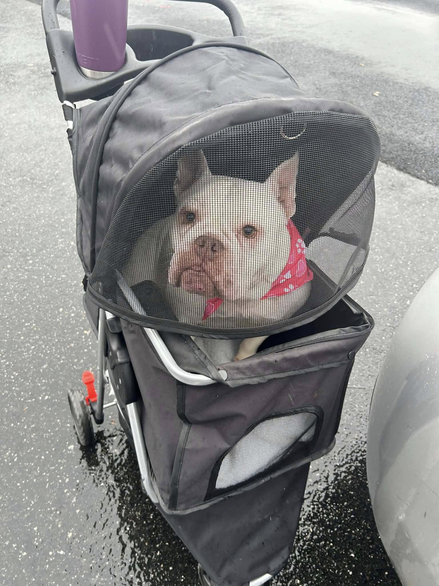 Enlarge Bounce, a ADOPTABLE mixed breed in Nottingham, MD image 5/6