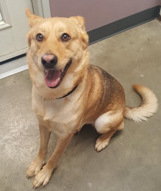 Annette (Foxy), Adopted, Young Female German Shepherd Dog & Labrador Retriever.