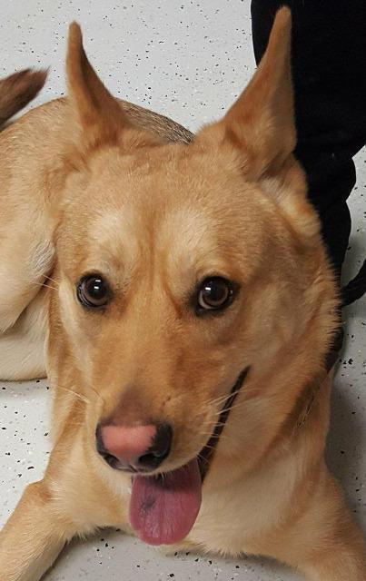 Annette (Foxy), a Adopted mixed breed in Bemidji, MN image 2/2