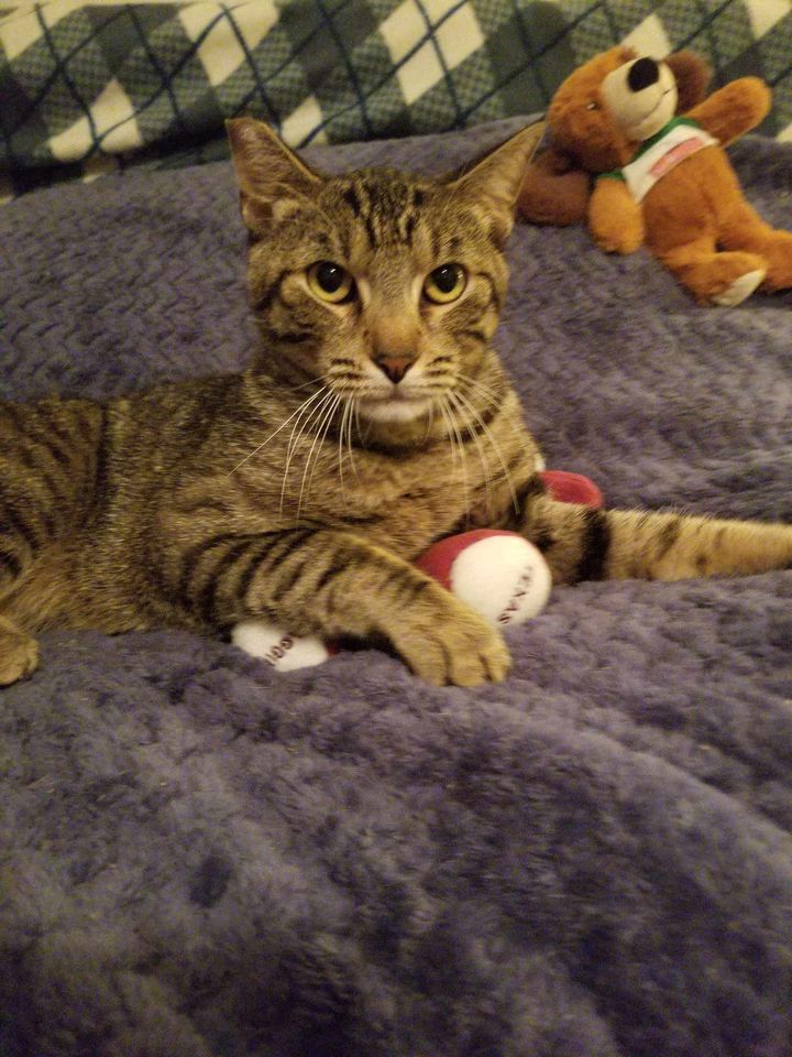 Axel, a Adoptable Domestic Short Hair in College Station, TX image 3/6