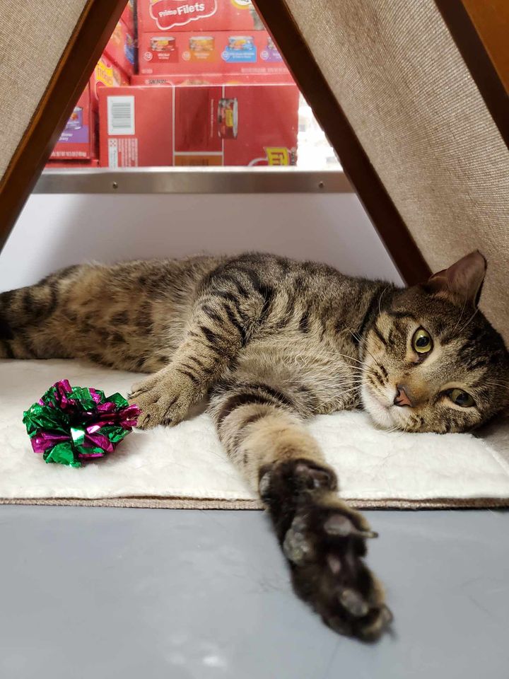 Axel, a Adoptable Domestic Short Hair in College Station, TX image 2/6