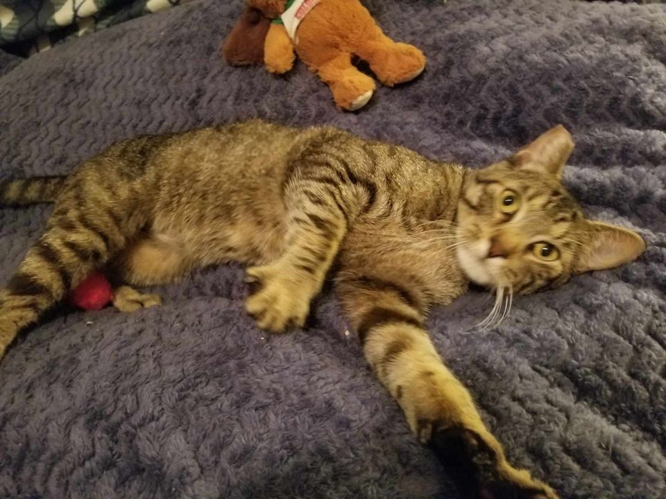 Axel, a Adoptable Domestic Short Hair in College Station, TX image 4/6