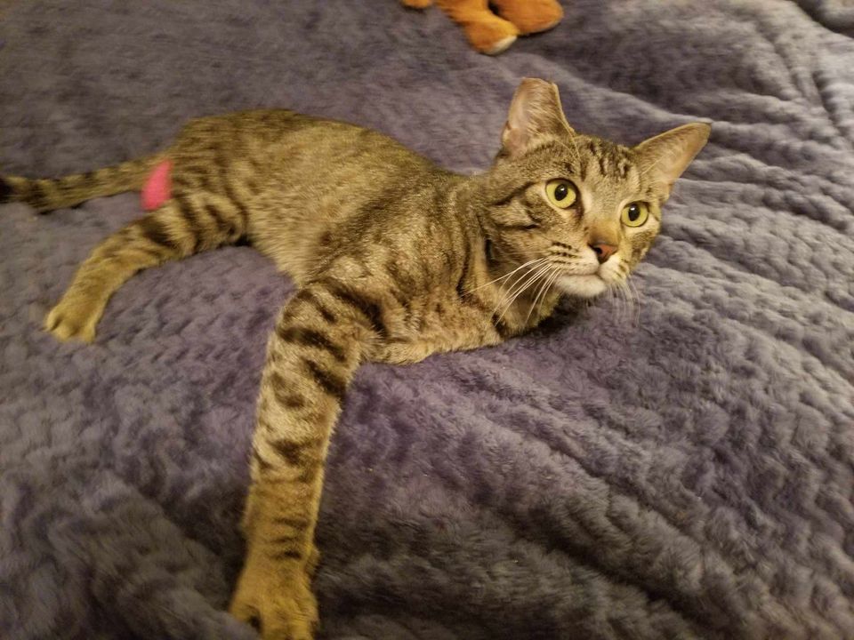 Axel, a Adoptable Domestic Short Hair in College Station, TX image 5/6