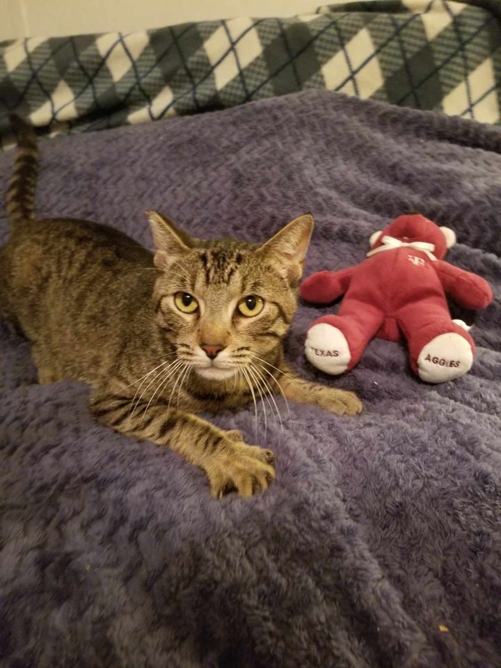 Axel, a Adoptable Domestic Short Hair in College Station, TX image 6/6