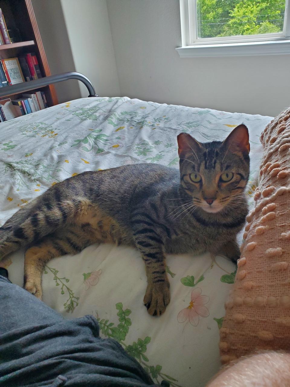 Enlarge Axel, a Adoptable Domestic Short Hair in College Station, TX image 6/6