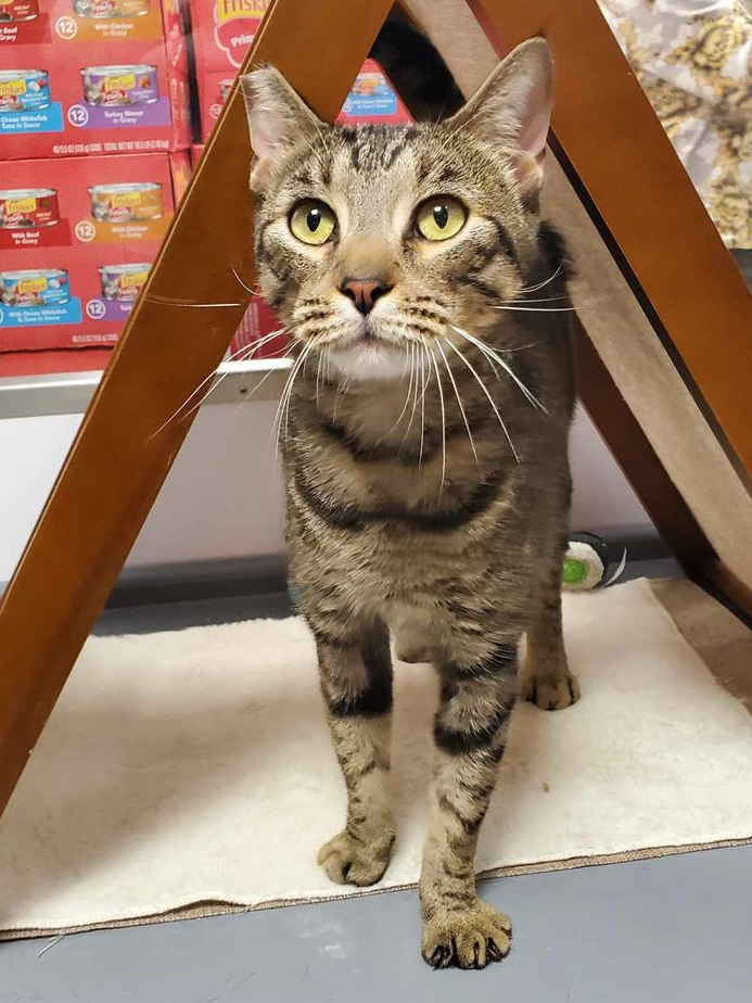 Axel, a Adoptable Domestic Short Hair in College Station, TX image 1/6