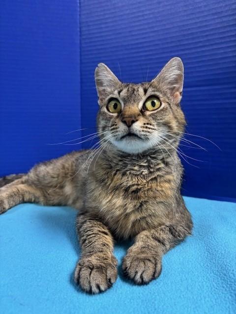 Suavitel, Adoptable, Young Female Domestic Short Hair.