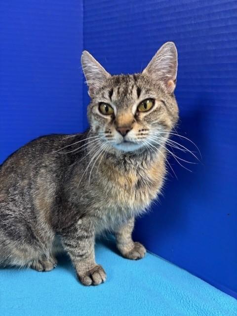 Enlarge Suavitel, a Adoptable Domestic Short Hair in Hawk Point, MO image 2/4