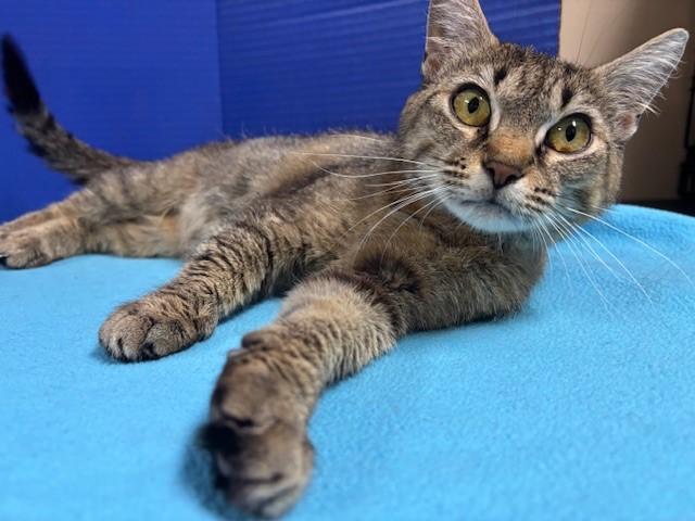 Enlarge Suavitel, a Adoptable Domestic Short Hair in Hawk Point, MO image 3/4