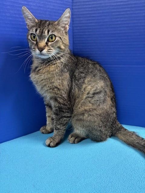 Enlarge Suavitel, a Adoptable Domestic Short Hair in Hawk Point, MO image 4/4