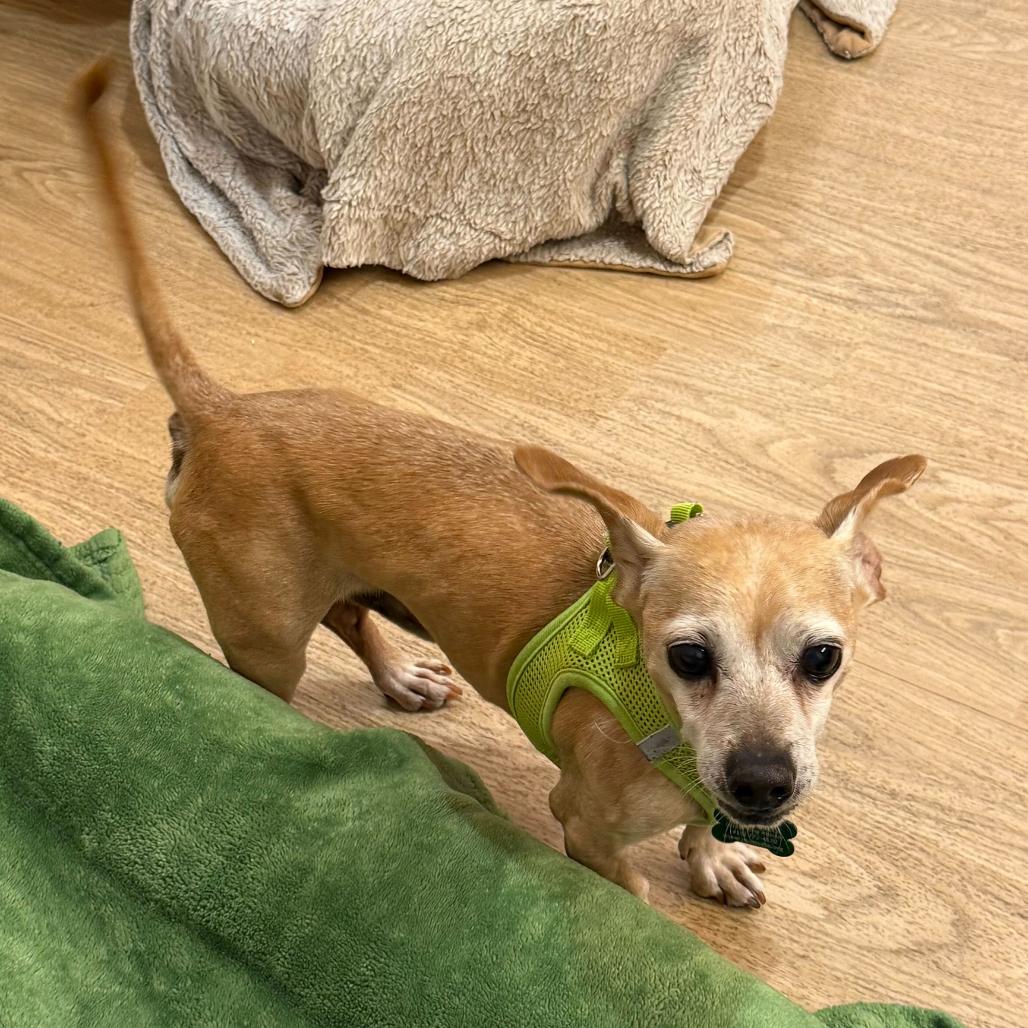 Enlarge Ernie 13698, a Adoptable mixed breed in San Francisco, CA image 1/6