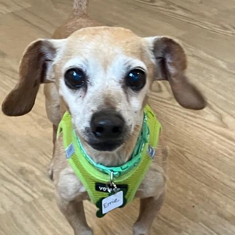 Enlarge Ernie 13698, a Adoptable mixed breed in San Francisco, CA image 2/6