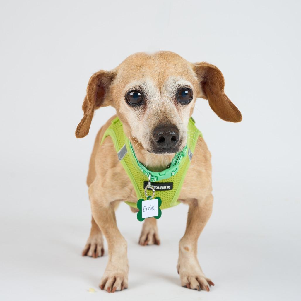 Enlarge Ernie 13698, a Adoptable mixed breed in San Francisco, CA image 3/6