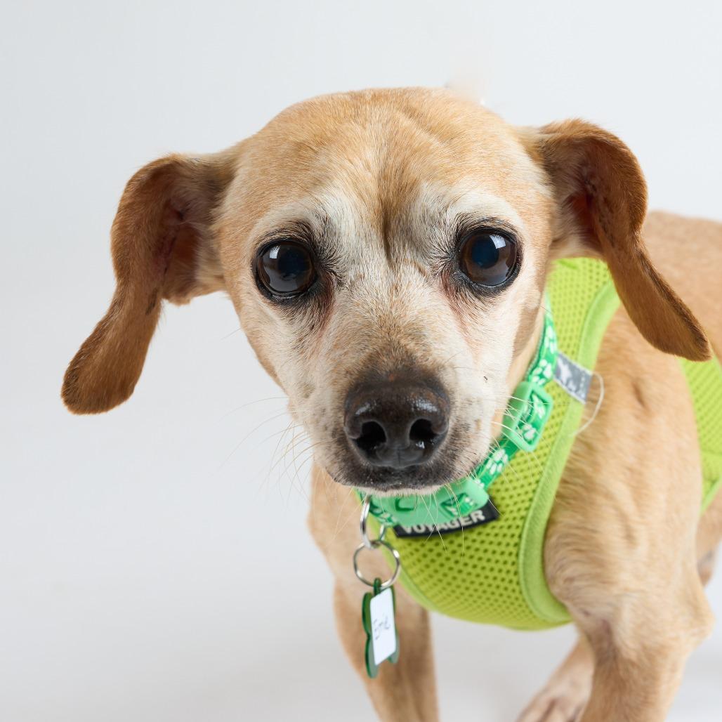 Enlarge Ernie 13698, a Adoptable mixed breed in San Francisco, CA image 4/6