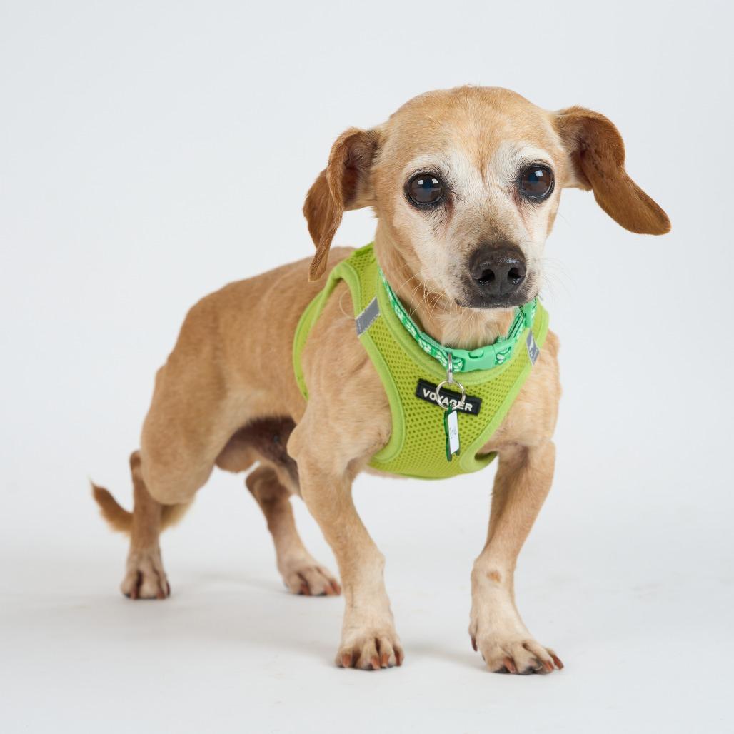 Enlarge Ernie 13698, a Adoptable mixed breed in San Francisco, CA image 5/6