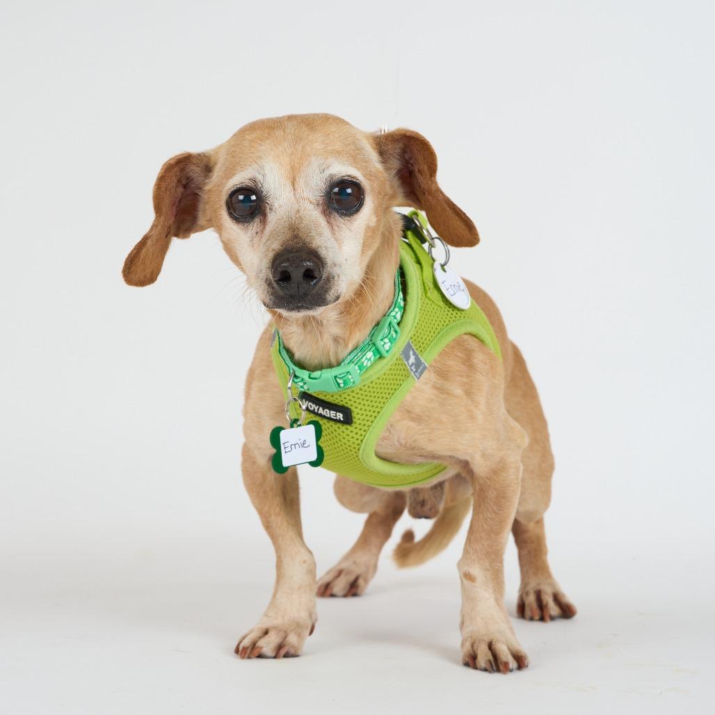 Enlarge Ernie 13698, a Adoptable mixed breed in San Francisco, CA image 6/6