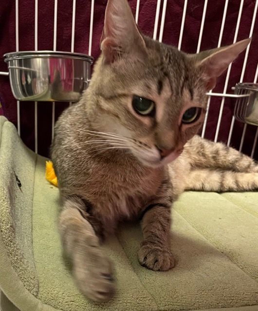 Isabella, adoptable, Adult Female Domestic Short Hair.