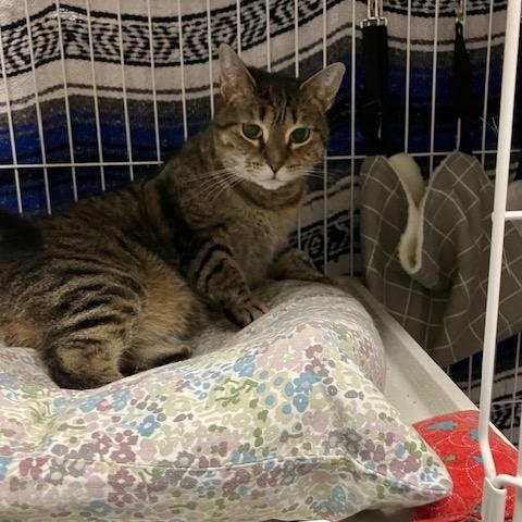 Enlarge Isabella, an adoptable Domestic Short Hair in Chambersburg, PA image 5/5