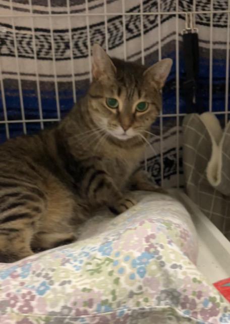 Enlarge Isabella, an adoptable Domestic Short Hair in Chambersburg, PA image 3/5