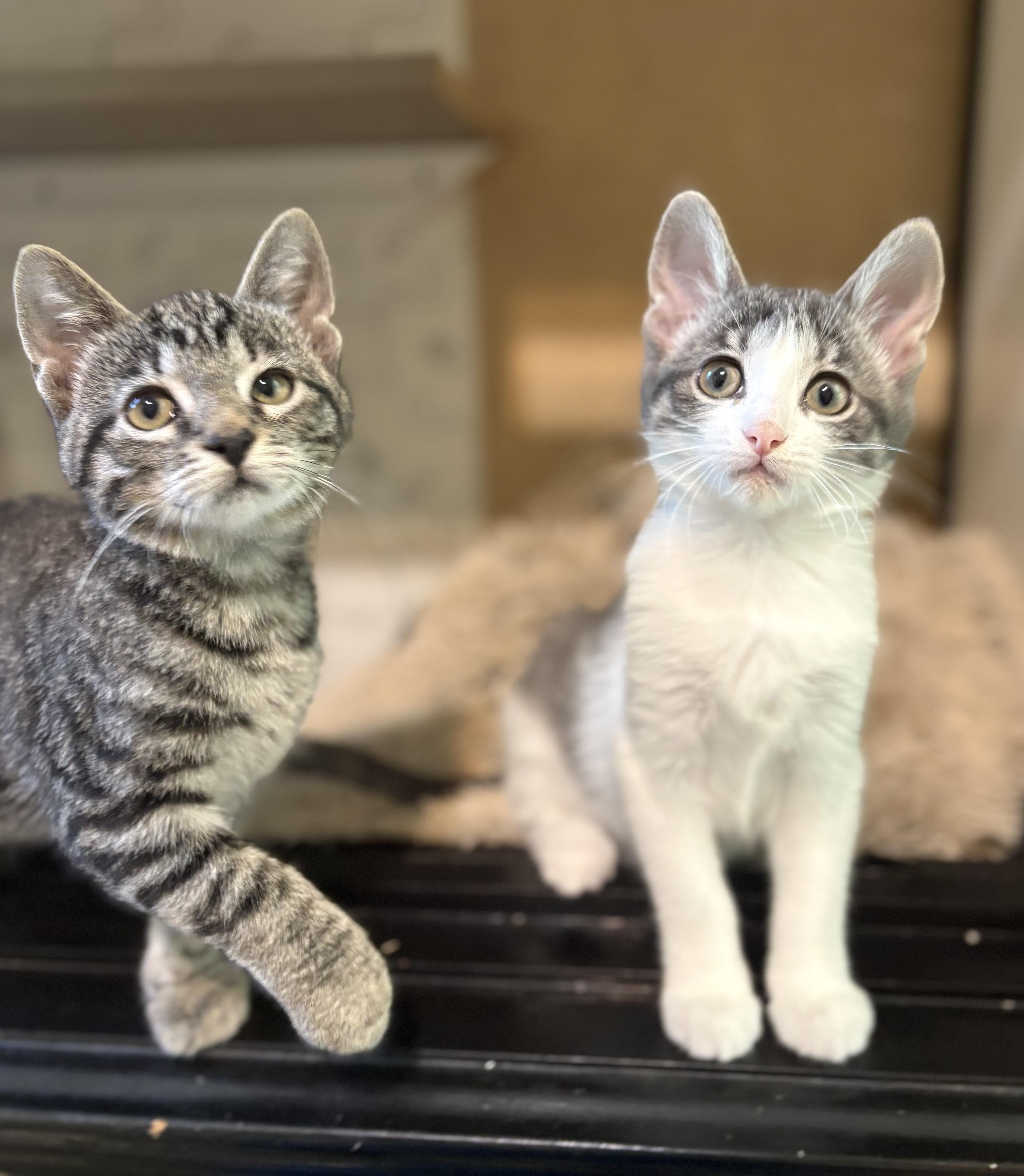 Rosie, a ADOPTABLE Domestic Short Hair in Aurora, NE image 2/4