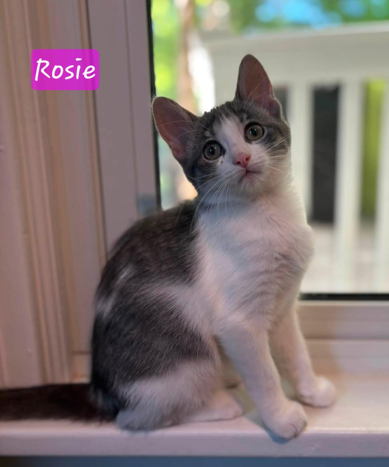 Rosie, ADOPTABLE, Young Female Domestic Short Hair.
