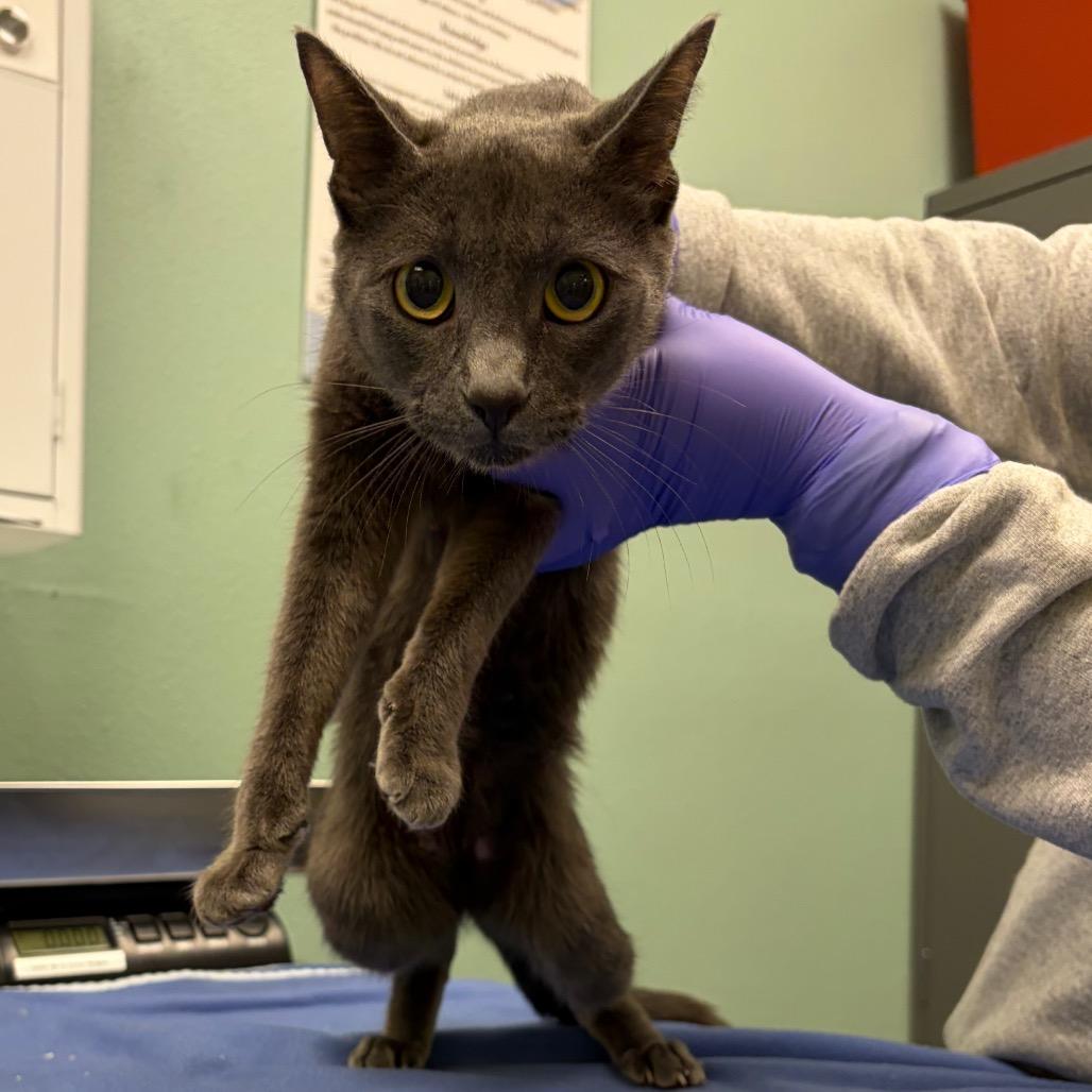 Stray 04/23/26 A64664, Adoptable, Adult Female Domestic Short Hair.