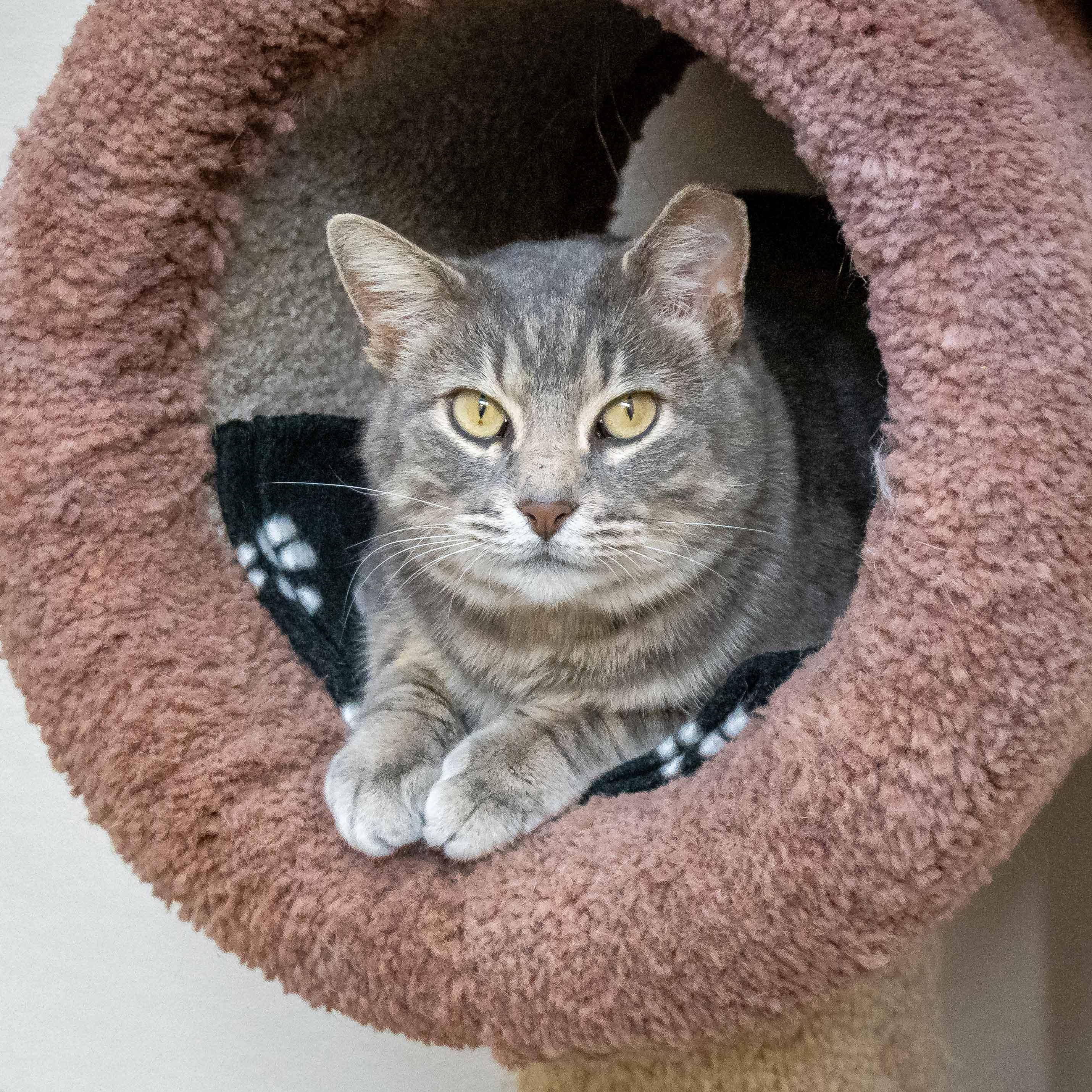 ANNIE, ADOPTABLE, Adult Female Tabby.