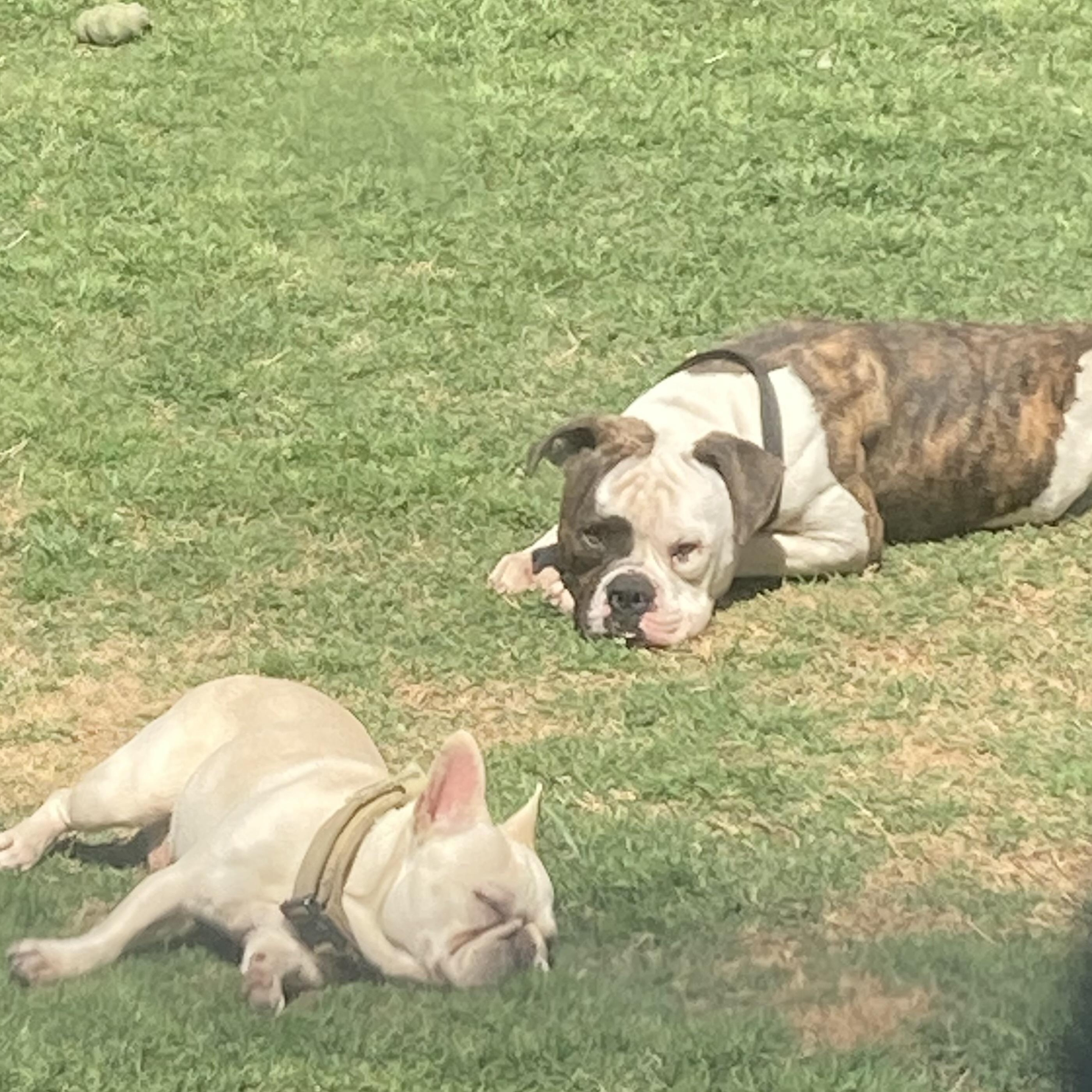 Enlarge Bowser, a Adoptable mixed breed in Albany, NY image 5/6