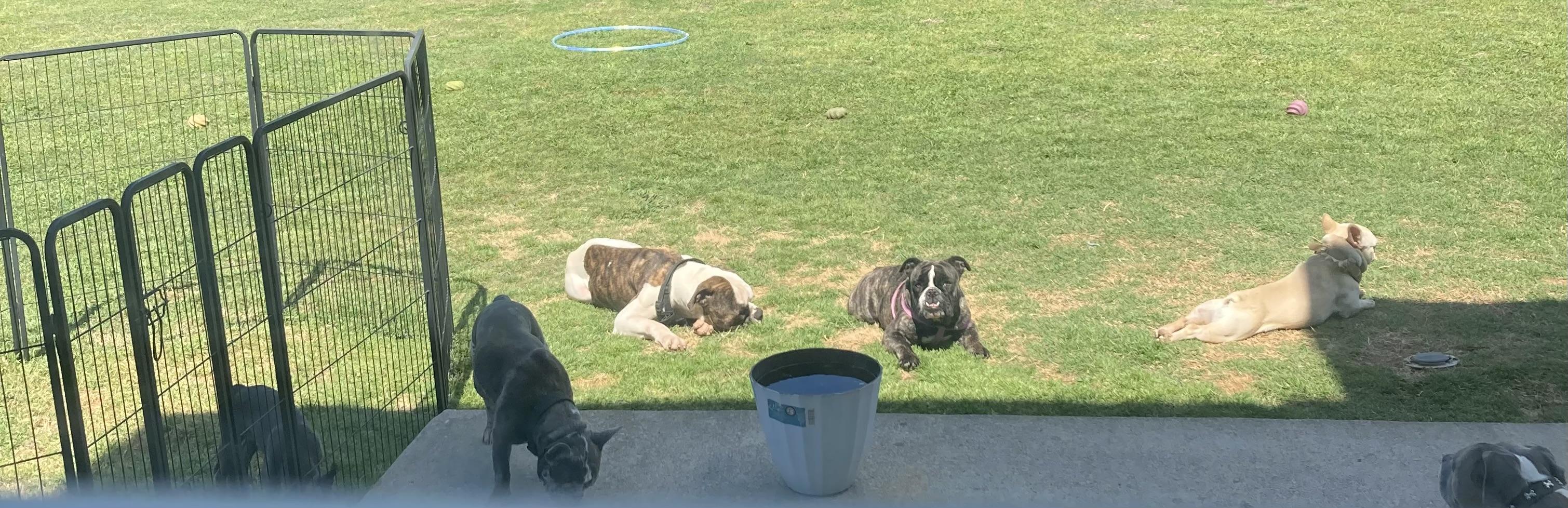 Enlarge Bowser, a Adoptable mixed breed in Albany, NY image 6/6